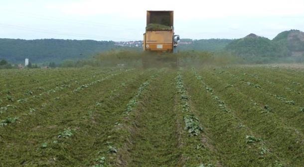 Transfer of clover to potatoes