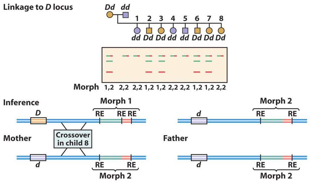 Note: We can not say that because morph 1 is in Dd that morph 1 = D Each pedigree must be treated independently. If linked the "linkage phase" could be either way.