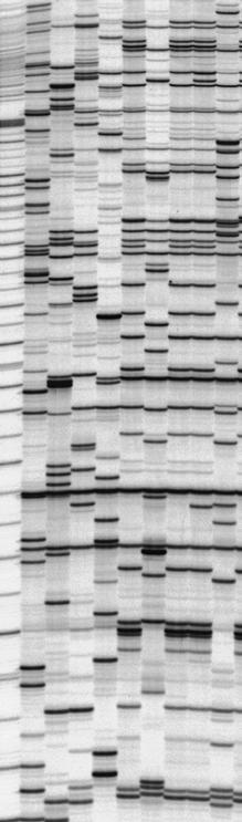 How AFLP markers work Restriction enzyme digestion genomic DNA