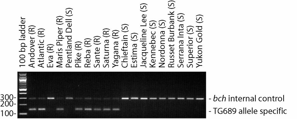 an unpublished marker linked to H1 (golden nematode resistance gene) -- an allele-specific
