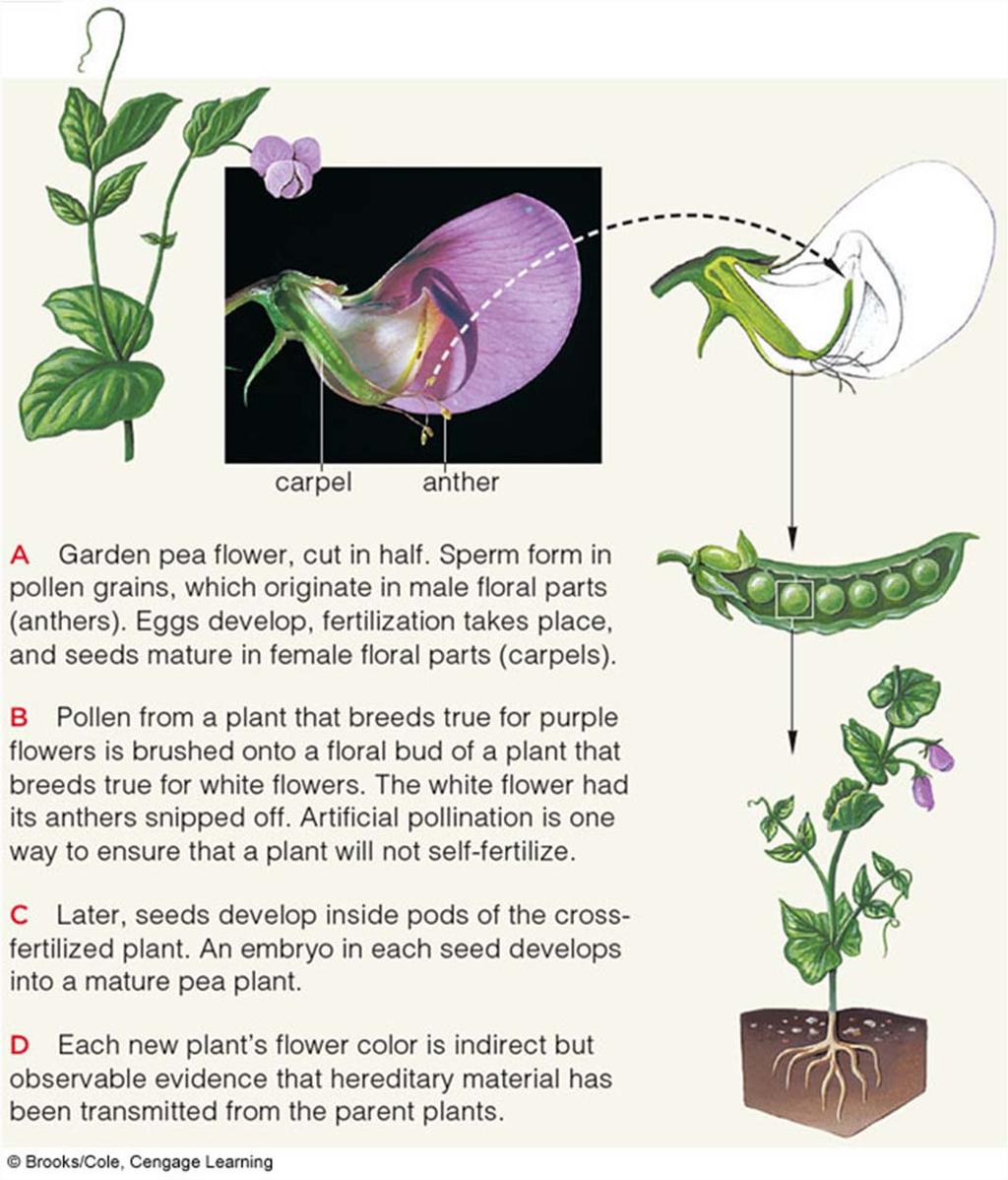 Garden Pea Plant: Self