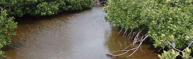 Ecological Restoration Ecological Mangrove Restoration (EMR) is a proven six step methodology for designing and building a successful mangrove restoration project Teaching Ecological Mangrove