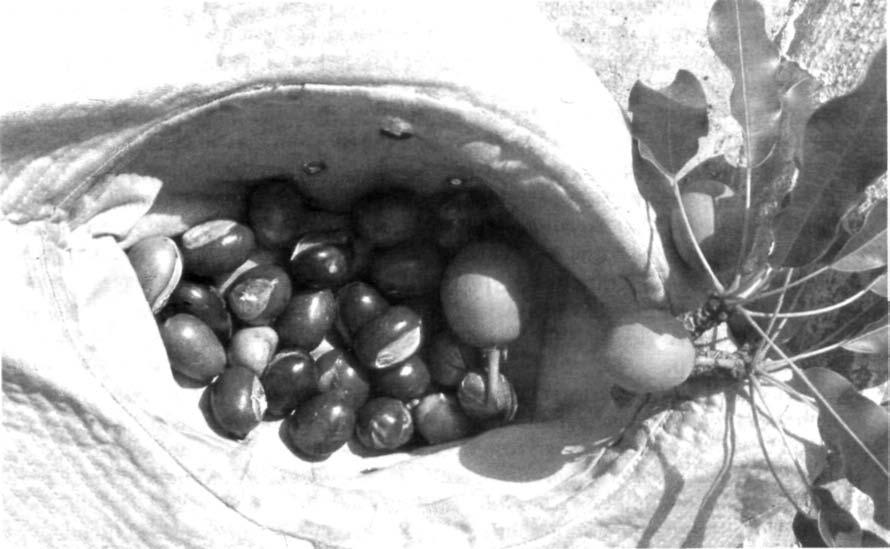 122 Product development, management and marketing Plate 14. Fruits of'vitellaria paradoxa (shea nut or karite), one of the priority indigenous trees selected for domestication by farmers of the Sahel.