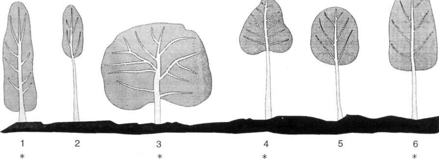 Bush mango (Irvingia spp.) 199 Table 4.