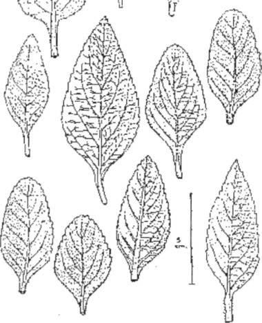 Coleus forskohlii as a medicinal crop 215 /jk M\ /^- Figure 2. Diverse growth forms of Celus forskohlii. Figure 3. Leaf variation in Celus forskohlii.