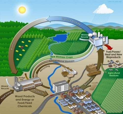 Biomass is Low Carbon Fuel Plants Breathe Carbon Dioxide Plants use sunlight & CO 2 to grow.