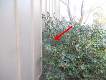 bushes Pests Repair: