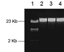 Examples of Expected Results, Continued Blood gdna Midi- and Maxiprep Genomic DNA isolated from various samples was analyzed by agarose gel electrophoresis on a 0.8% TAE gel.