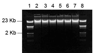Lambda DNA digested with EcoRI / HindIII was used as a DNA size marker in lane 1 for both gels.