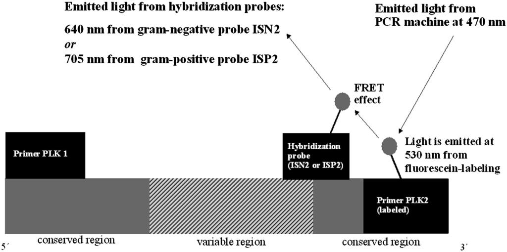 VOL. 42, 2004 DETECTION OF BACTERIAL DNA IN PREPARED SPECIMENS 513 FIG. 1.