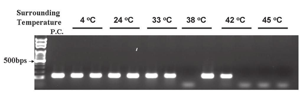 Supplementary Figure S4. Capillary convective PCR with duplicate reactions in different surrounding air temperatures. Initial DNA copy number was 1000 copies.