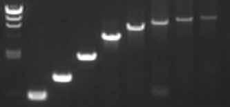 Routine PCR Routine PCR ucts. To avoid such false starts, use of Hot Start Technology blocks Taq polymerase activity prior to the initial PCR denaturation step.