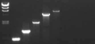 correct target sequences before synthesis begins. Low Yield of PCR Product Another common problem sometimes experienced with Routine PCR is low yields of PCR product.