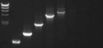 temporarily stalled when nucleotide misincorporations occur. Such stalling translates into a fewer number of mature PCR products being produced and, thus, lower PCR yields.