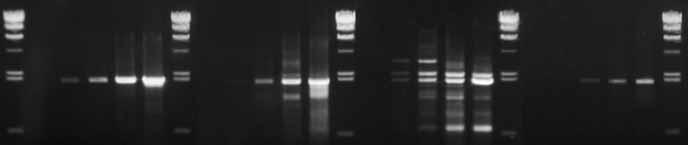 High Fidelity PCR High Fidelity PCR Takara s fidelity assay for PrimeSTAR is as follows: Eight arbitrarily selected GC-rich regions were amplified with PrimeSTAR HS and other enzymes, using Thermus