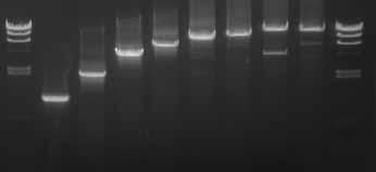 5 kb fragment ~3 times faster then the Standard PCR enzyme with the same accuracy and yield. Amplification of an 8.5 kb Human Genomic DNA Fragment.