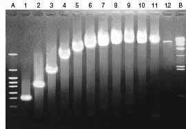 PCR Conditions: Lane 1-3 : 94 C 1min 98 C 5 sec 68 C 5 min 72 C 10 min Lane 4-12 : 94 C 1min 98 C 5 sec 68 C 5 min 72 C 10 min Amplified Sizes: A: phy Marker 1: 0.