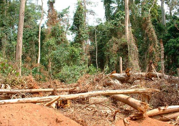 Reduced Emissions from Deforestation and Forest