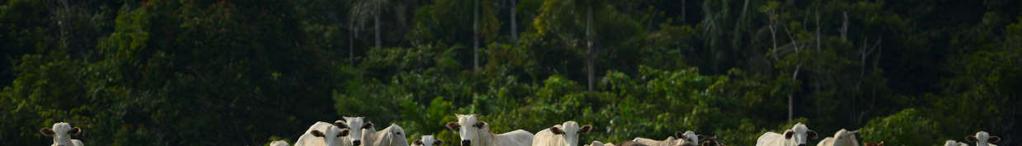 Our mission is to transform cattle ranching in the Amazon into a sustainable business.