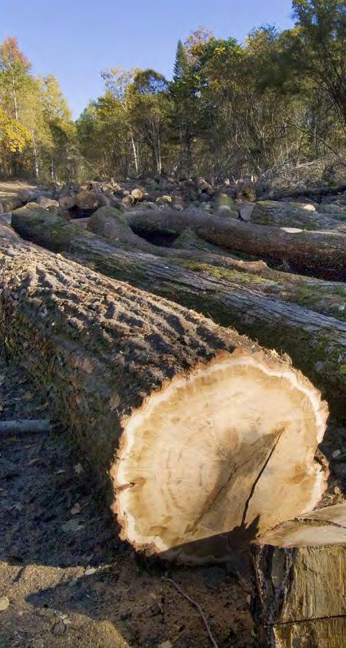 Examples of forest illegality in Russian Far East Timber theft from protected areas Logging in excess of permitted volumes on authorized logging sites