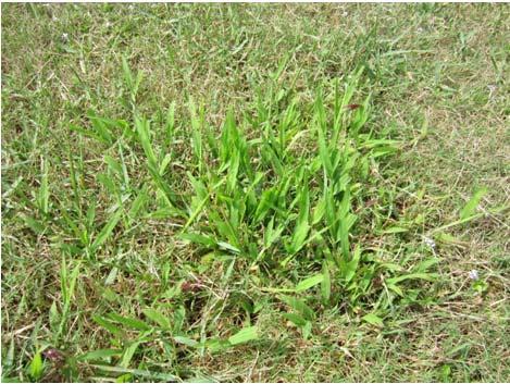 3) Type of Herbicide (con t) Oxadiazon Prodiamine Preemergence Herbicides MSMA Trifloxysulfuron Imazaquin Postemergence Herbicides 2,4-D,dicamba Bentazon Quinclorac 4) Major weeds on Bermudagrass &