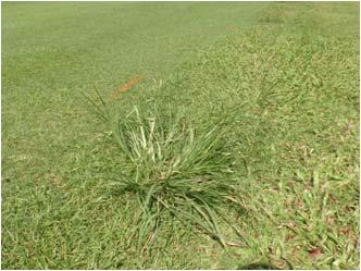 4) Major weeds on Bermudagrass & b) Goosegrass (Eleusine