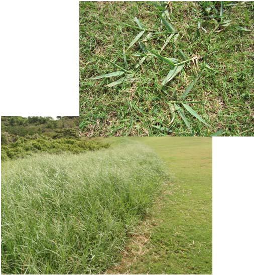 4) Major weeds on Bermudagrass & c) Torpedograss (Panicum repens) (