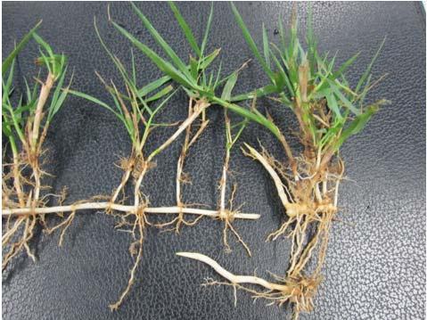 extensive rhizome Avoid movement of contaminated soil  鋪地黍 ) (con t)