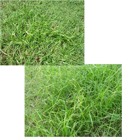 4) Major weeds on Bermudagrass & d) Sedges ( 沙草科 ) Yellow