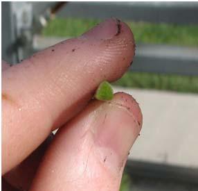 2) Type of Weeds (con t) PART II: Sedges Features: Monotolyedons, with stem in either