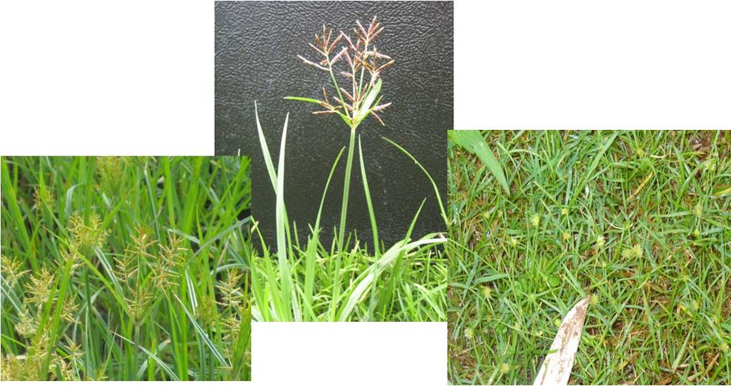 from desirable perennial turfgrasses is very difficult because of the similarities between