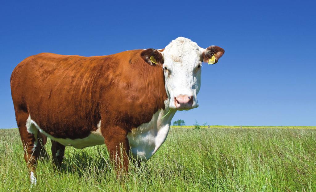 Animal By-Products: A valuable 5 th Quarter Animal by-products (ABP) are an important and potentially valuable aspect of the livestock food production chain and are described in many parts of the