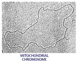 Mitochondria,