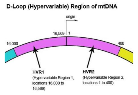 Unique Properties of mtdna We have many more copies of mtdna than other DNA Large amount of mtdna & its small size = excellent candidate for anthropological studies of old or degraded samples The