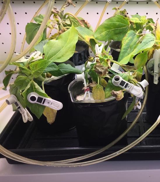 Slika 3: merjenje fotokemične učinkovitosti fotosistema II (FS II) 4.3 PRIPRAVA RASTLIN ZA MERITVE (sveža, suha masa) Rastline smo vzeli iz raztopin in ločili poganjke od korenin.