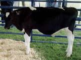 Costs to Identify Superior Bulls could decline Illumina Bovine 50k Beadchip Superior progenytested bull X Embryo