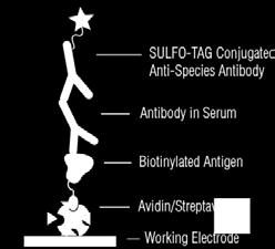 STEP 4: Wash and add SULFO-TAG detection antibody. Incubate for 1 hour with shaking. Plate Coating Assay Protocol STEP 1: Add blocking solution and incubate for 1 hour with shaking (optional).