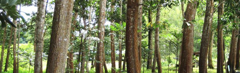 Forest plantation programme 25,000 ha per year to achieve 375,000 ha over 15 years 5 mil m 3 every 25,000 ha Major Species Rubberwood Acacia Mangium The development
