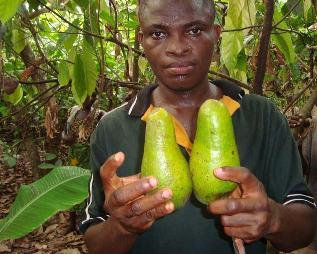 Ghana s entire avocado