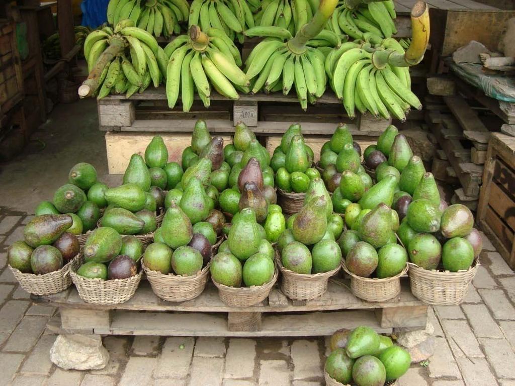 the avocado producing