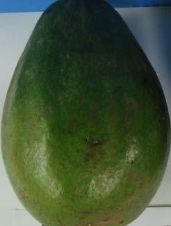 Few studies have been carried out on avocado especially in terms of genetic conservation and improvement.