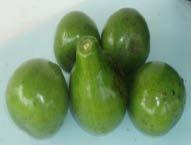 INTRODUCTION IMPORTANCE OF AVOCADO Avocado (Persea americana Mill) is a very important crop in Ghana and