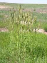 Legumes alfalfa (AC