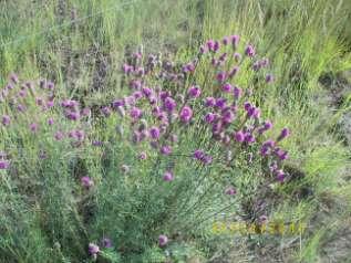 Purple Prairie Clover (Dalea purpurea Vent.