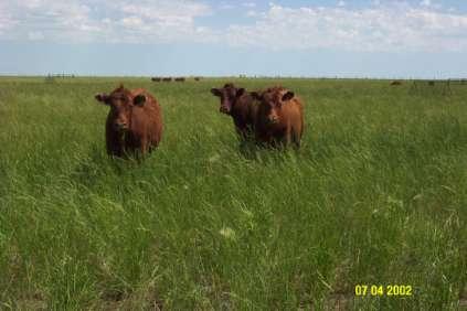 Grazing Research Studies: Native Species Re-establishment Re-establishment of two native mixtures on annual cropland: Mix1 = 7 species, Mix2 = 12 species. Rep = 2 or 4.