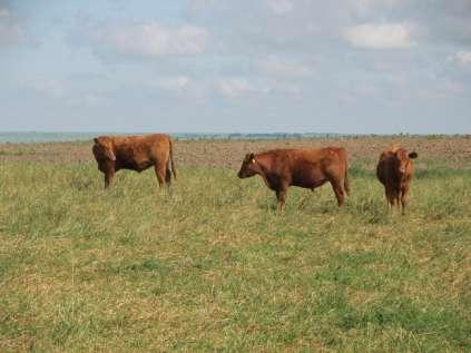 Grazing Research Studies: Greencover: Native vs. Tame Establishment of four pasture types: NG, NG+PPC, NG+Alf & MB+Alf. Rep = 3.