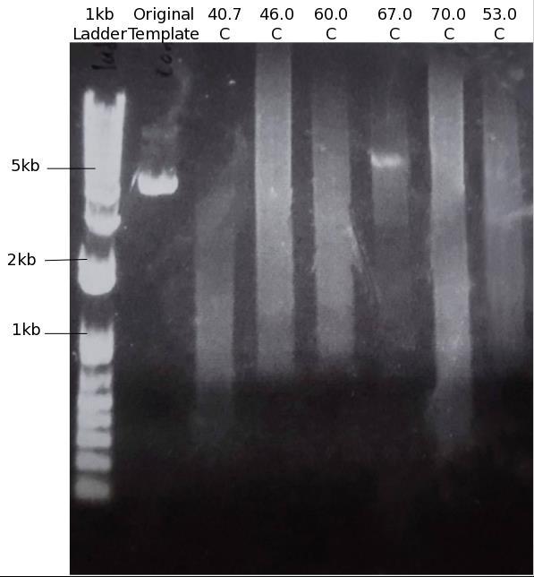 consistent with the results of FIG 3. DNA gel of gradient PCR with homologous-end primer design.