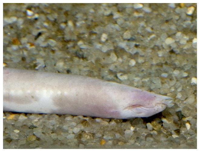 hagfishes Eel-like jawless fishes with