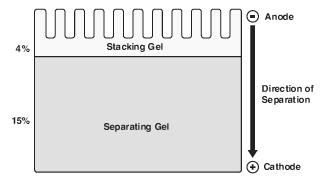 17 Discontinuous gel electrophoresis The gel consists of a stacking layer and a resolving layer.