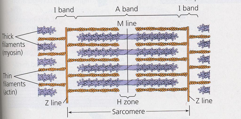 Skeletal Muscle Z lines the borders of the sarcomere.
